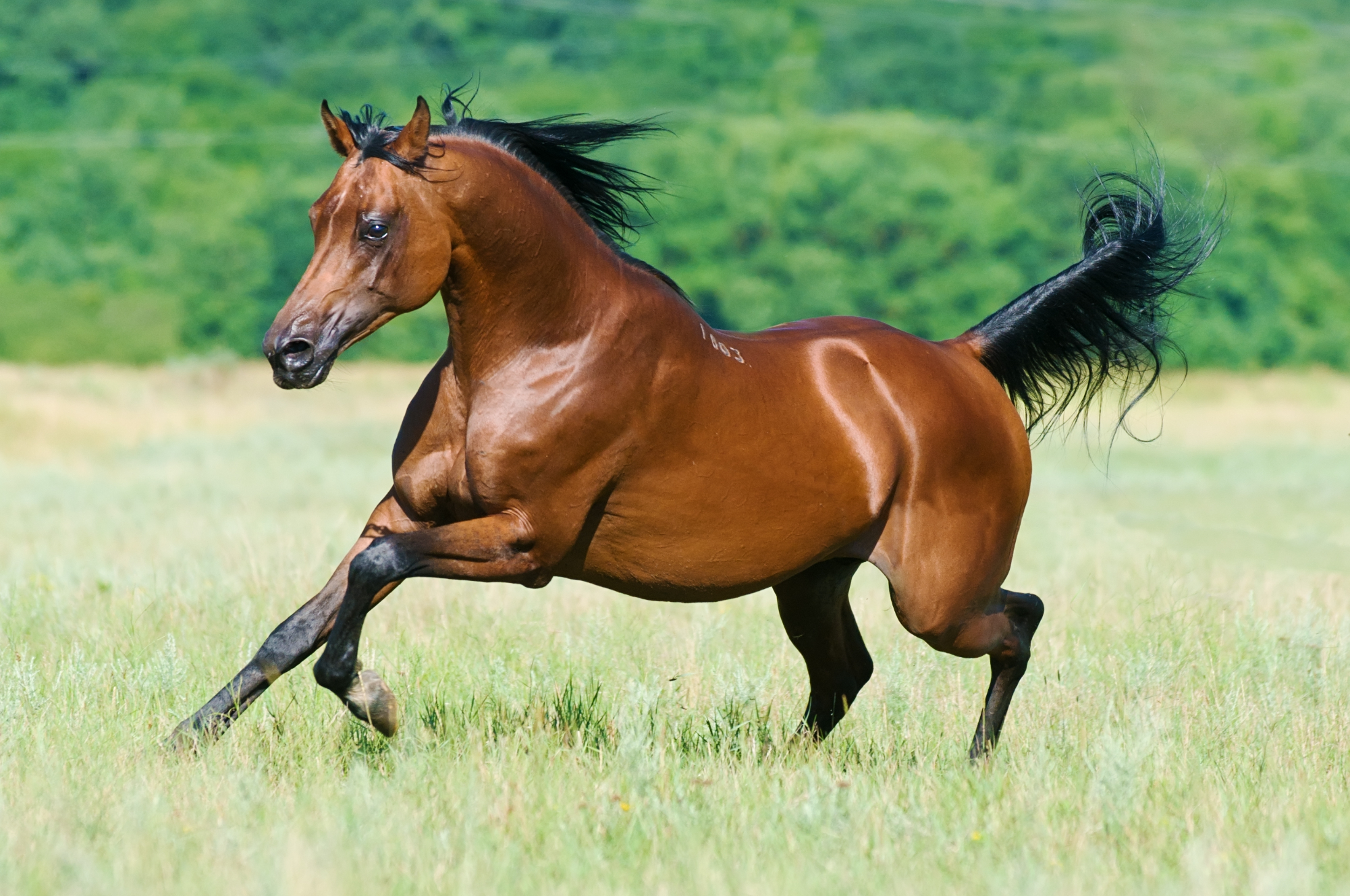 Konji so lahko odlični terapevti